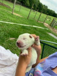 Last pup born "Green bean"